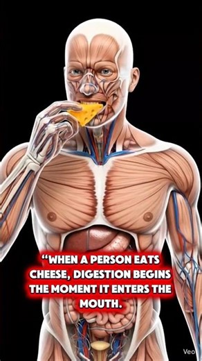 This Is How Cheese Travels Inside Your Body 😮 | 3D Medical Animation#humananatomy #bodyfacts3d