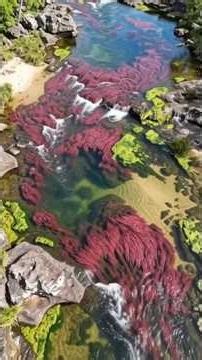 The River That Changes Colour #cañocristales #geography