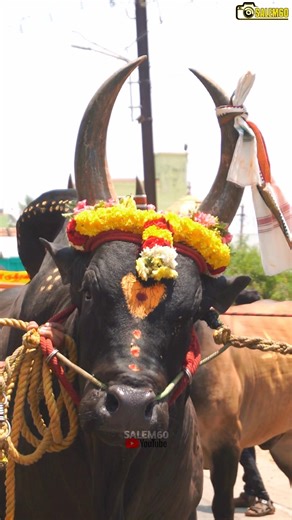 Veerappan Kaalai |💯True Kaalai Life🥹| #jallikattu #kangeyam #salem #eruthattam