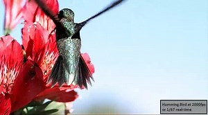 File:Hummingbird feeding closeup 2000fps.webm - Wikimedia Commons