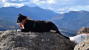 Meet Quandary: 'proposal kitten' and hiking pet