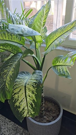 Dieffenbachia (Dumb Cane) 🌿 | Stylish Indoor Plant with Big Leaves