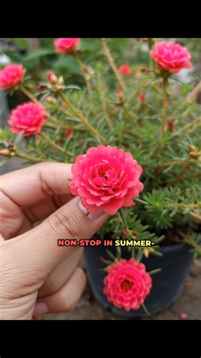 Portulaca Flower Plant | Plants Kingdom