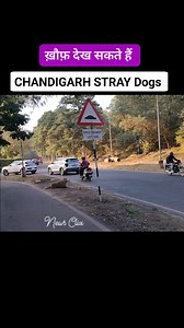 Chandigarh walking girls Tricity Road side view Panchkula stray dogs #chandigarh #chandigarhblogger #chandigarhdiaries #tricity #newsclix #panchkula #mohali #dog #doglover #doglife #videoviralシ #viralreelsシ #reelsfbシ #relatable #women #walking #road #roadrage | News Clix