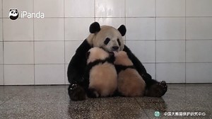 194K views · 18K reactions | There are lots of funny moments during the time when panda mom feeds her babies. Are you curious about what happens? Watch full video here: https://youtu.be/Aqn9ceAQ_nY All history episodes of Super Panda: https://goo.gl/q3oghH #SuperPanda #CCRCGP | iPanda | Facebook