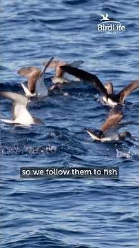 “Our goal is to catch fish, not seabirds.” 🎣