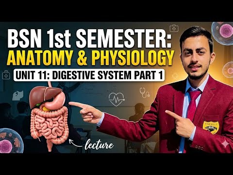 BSN first semester / Anatomy Physiology / unit 11 / digestive system