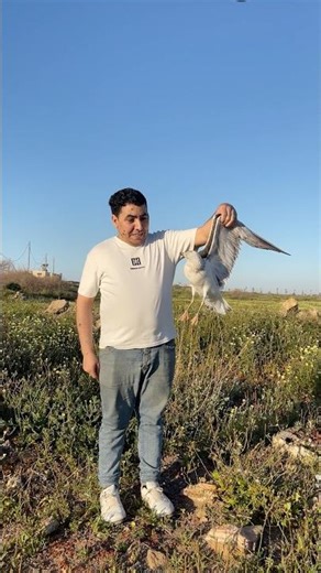 The poor seagull is sick