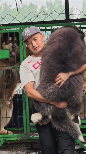 Big & Chubby Alaskan Malamute: Unleash the Cutest Playtime