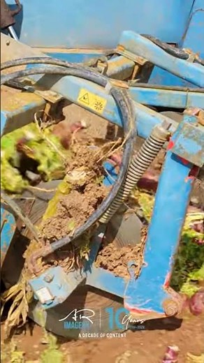 harvesting Turnips with Big Blue #farming #agriculture #arimagery