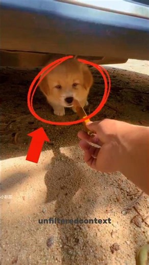 You think this dog is being rescued from under a car? 😆 #shorts