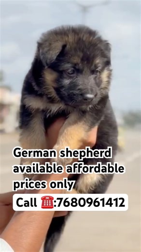 🐕‍🦺 German Shepherd Puppies for Sale | Best Price & Home Delivery in AP & TS | Bark Bridge Hyd#yt
