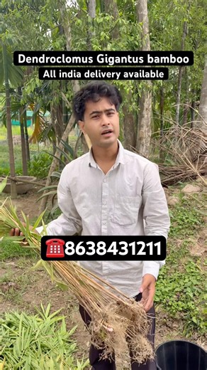 Dendroclomus Gigantus bamboo plants available | wholesale nursery | All india delivery service