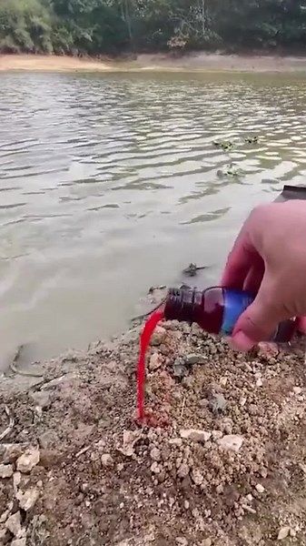 Amazing Moments of Life Beneath the Water