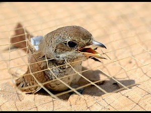 How to Stop the Illegal Killing, Taking and Trade of Migratory Birds in the Mediterranean?