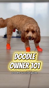 159K views · 11K reactions | Class is now in session: Dog Owner 101 – The Doodle Survival Course. Take notes. Your sanity depends on it. ‍♀️藍 #biscoffthefloof #doglife #dogsofinstagramorld. #doglover #doodles #dogsarefamily #cavapoos #petlove #pets #DoodleLife #DogHumour #sassydog #relatable #funnydog #foreverhome #petadoption | Biscoff.the.floof | Facebook