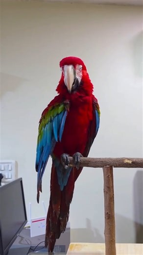 Salman's Exotic Pet Store Mumbai | Salman Merchant on Instagram: "Your bird is like your little one. Dependent, precious, and full of needs. 🐦 A happy bird is a healthy bird. At Salman’s Exotic Pet Store, we truly believe that the right cage matters just as much as the right care. It keeps your bird safe, comfortable, and stress-free every single day. We don’t sell just any cage. We guide you towards what’s actually right for your bird. Salman’s Exotic Pet Store India’s trusted home for exotic 