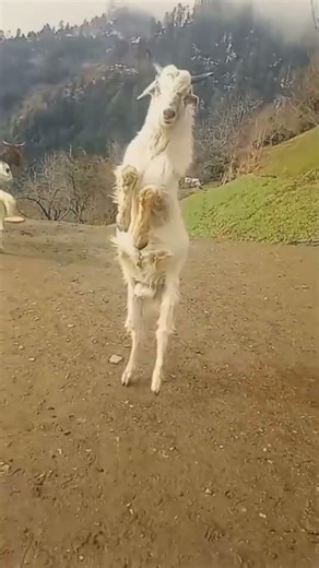 Dancing goat. This funny goat dances well. #funnyanimal #funnypet #youtubeshorts