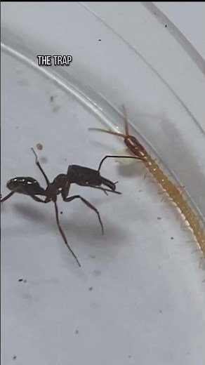 The bite force of a trap jaw ant will SHOCK you
