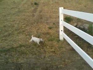 Jack gets a squirrel.mp4