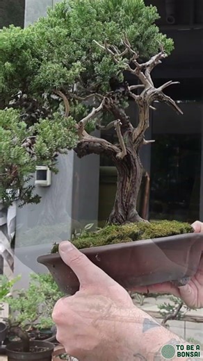 Junipers and jins… a perfect combination 🌿