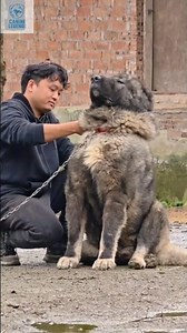 This Dog is Bigger Than Most Humans #dogs #shorts