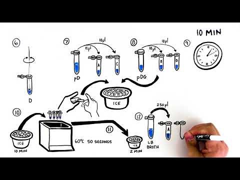 Out of the Blue CRISPR Kit Student Activity Video Quick Guide