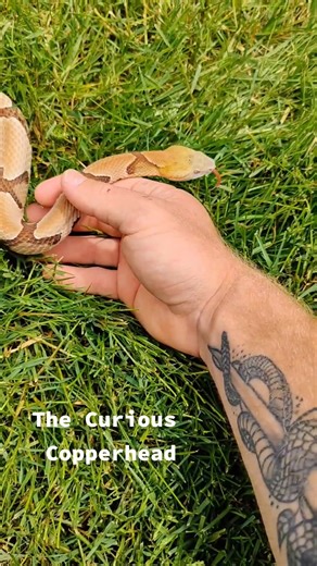 The Curious Copperhead: Nature's Intriguing Snake