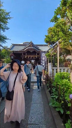 TOKYO 東京⛩白山神社お詣り⛩偵察⛩あじさい⛩2026⛩5月31日Visiting shrines