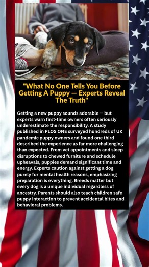 What No One Tells You Before Getting A Puppy — Experts Reveal The Truth"