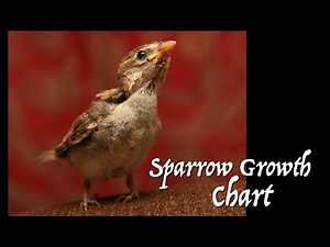 Sparrow Rescue: Growth & Development Chart