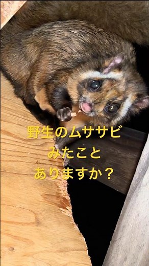 野生のムササビがかわいいから観てほしい #shorts