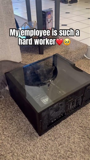 My employees, sleep after installing 1 stick of ram…. #kitten #viral #pc #foryou #cute #cutecat
