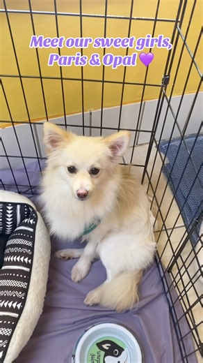 14K views · 233 reactions | Meet our Tri-County PAWfect Angels ...