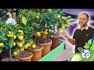 Growing fruit trees on the roof and balcony: the whole truth