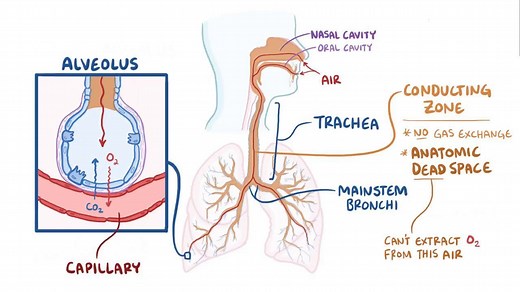 Video: Anatomic and physiologic dead space - Video Explanation! | Osmosis | Osmosis