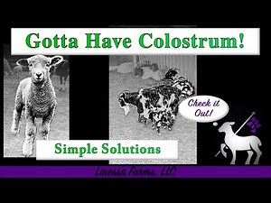 Colostrum | Your Lambs & Goats