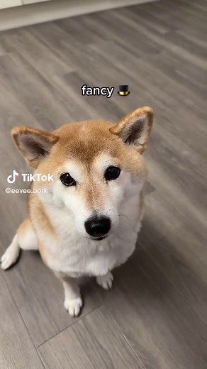 Beevee Bork the Shiba: Voice Filter on Pets