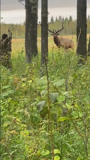 GIANT bull elk at 30 yards, archery spot and stalk