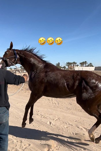 Caballo de carrera invicto: un hash con patas verdes