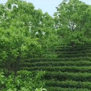 信阳毛尖 喝一杯正宗放心的好毛尖，应从了解他的发源地起航，从茶园到茶杯的过程