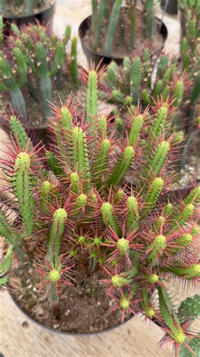 Who shares our affinity for euphorbias? 🙌 Character. Toughness. Easy to grow. ⭐️ Euphorbia flanaganii ⭐️ Euphorbia enopla ⭐️ Euphorbia horrida var. noorsveldensis ⭐️ Euphorbia horrida ‘Major Nova’ ⭐️ Euphorbia cereiformis. #altmanplants #livingtreasures | Altman Plants