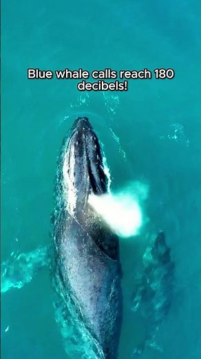 Animal Fact #45 - The Largest Mammal On Earth!