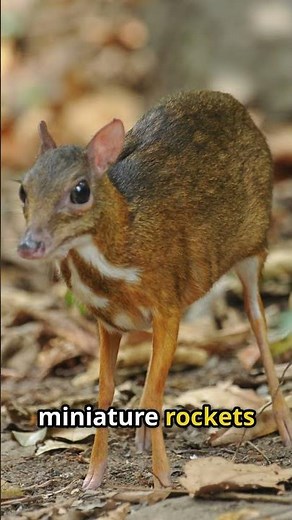 Mouse Deer – The World’s Tiniest Hoofed Ninja!