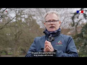 Vertical and rectilinear branches - ARCHI Method and Architectural Dendro-Markers - DMA 7/21