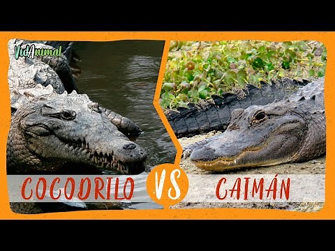 CROCODILE VS ALLIGATOR: Which is the most powerful?