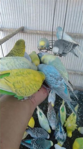 Cute Budgie Fruit Party