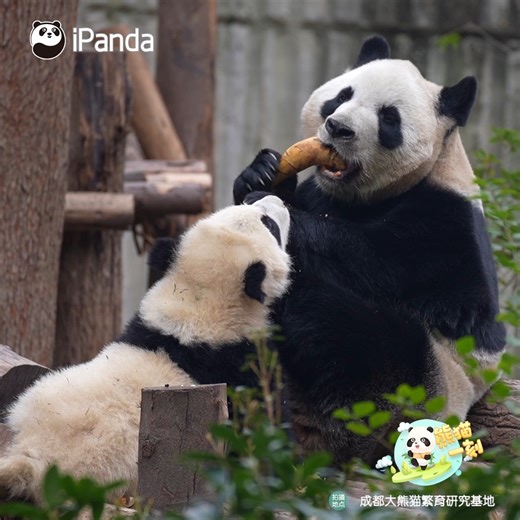 31K views · 1.6K reactions | Panda mom Zhi Zhi: Such fresh bamboo shoots! I can't stop eating! Wait, did I just kick something? #cute #foodie #HiPanda #ChengduPandaBase #PandaFun #PandaTime For more panda information, please check out: https://en.ipanda.com | iPanda | Facebook