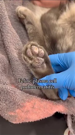Global Veterinarians 🐾🩺 on Instagram: "➡️ Feline Plasma Cell Pododermatitis. This rare immunomediated condition often presents itself with a characteristic swelling in the form of a "pillow leg." In some cases ulcerations and bleeding can be seen. ➡️ Physiopathology: * It is suspected that this condition is mediated by the immune system. In the biopsy we can observe a marked infiltration of plasma cells that causes swelling and ulcerations of the pads of the feet. ➡️ Management: *One treatment