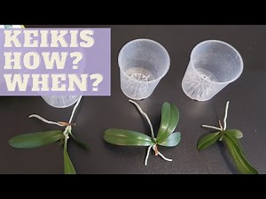 How To Plant BABY ORCHIDS | When to Separate Phalaenopsis Babies